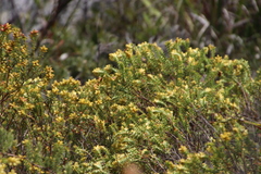Penaea mucronata