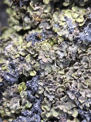 Endocarpon pallidulum