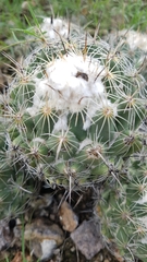 Coryphantha pallida