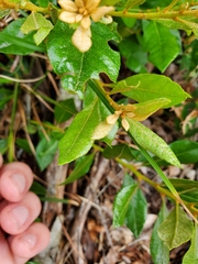 Lyonia fruticosa