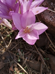 Colchicum feinbruniae