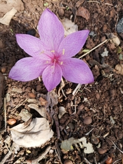 Colchicum feinbruniae
