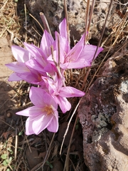 Colchicum feinbruniae