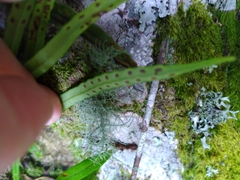 Lepisorus monilisorus