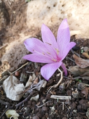 Colchicum feinbruniae