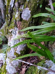 Lepisorus monilisorus