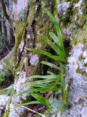 Lepisorus monilisorus