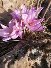 Colchicum feinbruniae