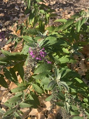 Buddleja salviifolia