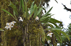 Maxillaria nutans