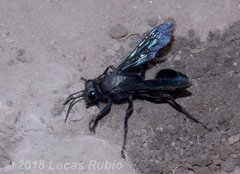 Stangeella cyaniventris