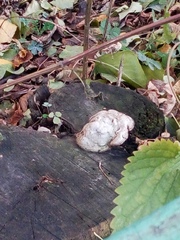 Fomes fomentarius