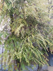 Ulmus pumila