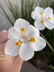 Dietes