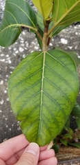 Ficus aurea