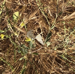 Tatochila mercedis mercedis