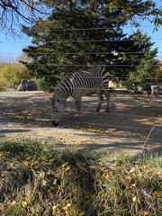 Equus zebra
