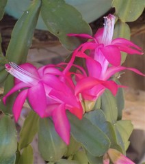 Schlumbergera buckleyi