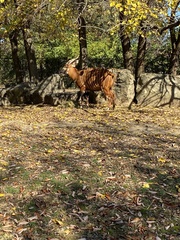 Tragelaphus eurycerus