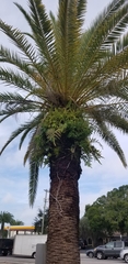 Phoenix canariensis