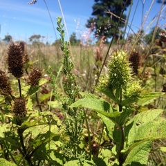 Lepechinia caulescens