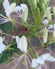 Pyrrhosphodrus caatingensis