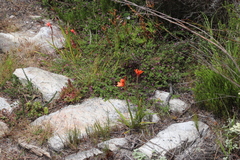 Watsonia stenosiphon