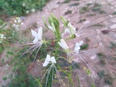 Pyrrhosphodrus caatingensis