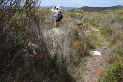 Watsonia stenosiphon