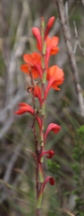 Watsonia stenosiphon