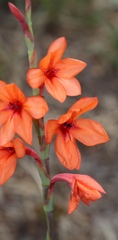 Watsonia stenosiphon