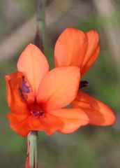Watsonia stenosiphon