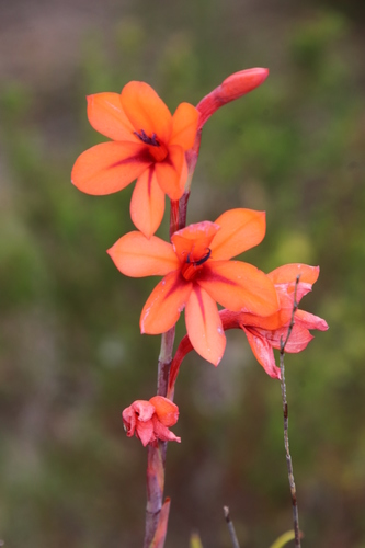 Image of Watsonia stenosiphon by (c) Tony Rebelo, some rights reserved (CC BY-SA)