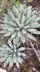 Agave macroacantha