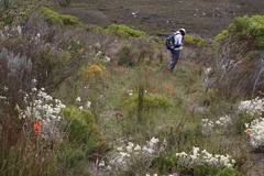 Watsonia stenosiphon