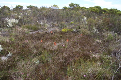 Watsonia stenosiphon