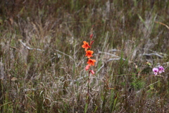Watsonia stenosiphon