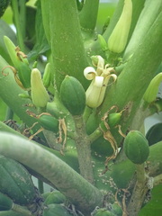Vasconcellea cauliflora