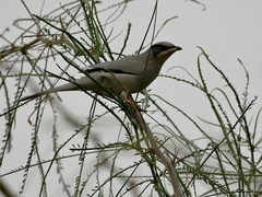 Hypocolius ampelinus