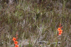 Watsonia stenosiphon