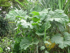Vasconcellea cauliflora
