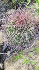 Mammillaria carnea