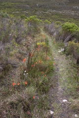 Watsonia stenosiphon