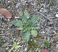 Carduus pycnocephalus