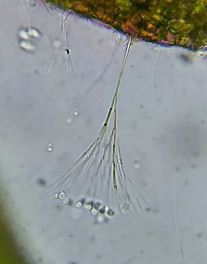 Dendromonas