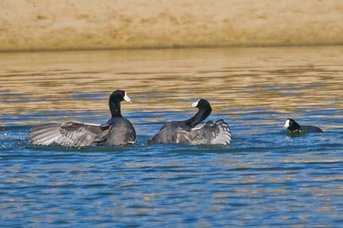 Focha americana (Fulica americana)