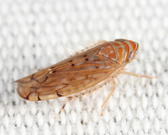 Osbornellus auronitens