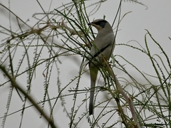 Hypocolius ampelinus