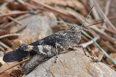 Oedipoda germanica meridionalis