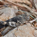 Red-winged Grasshopper - Photo (c) djhiker, some rights reserved (CC BY-NC), uploaded by djhiker